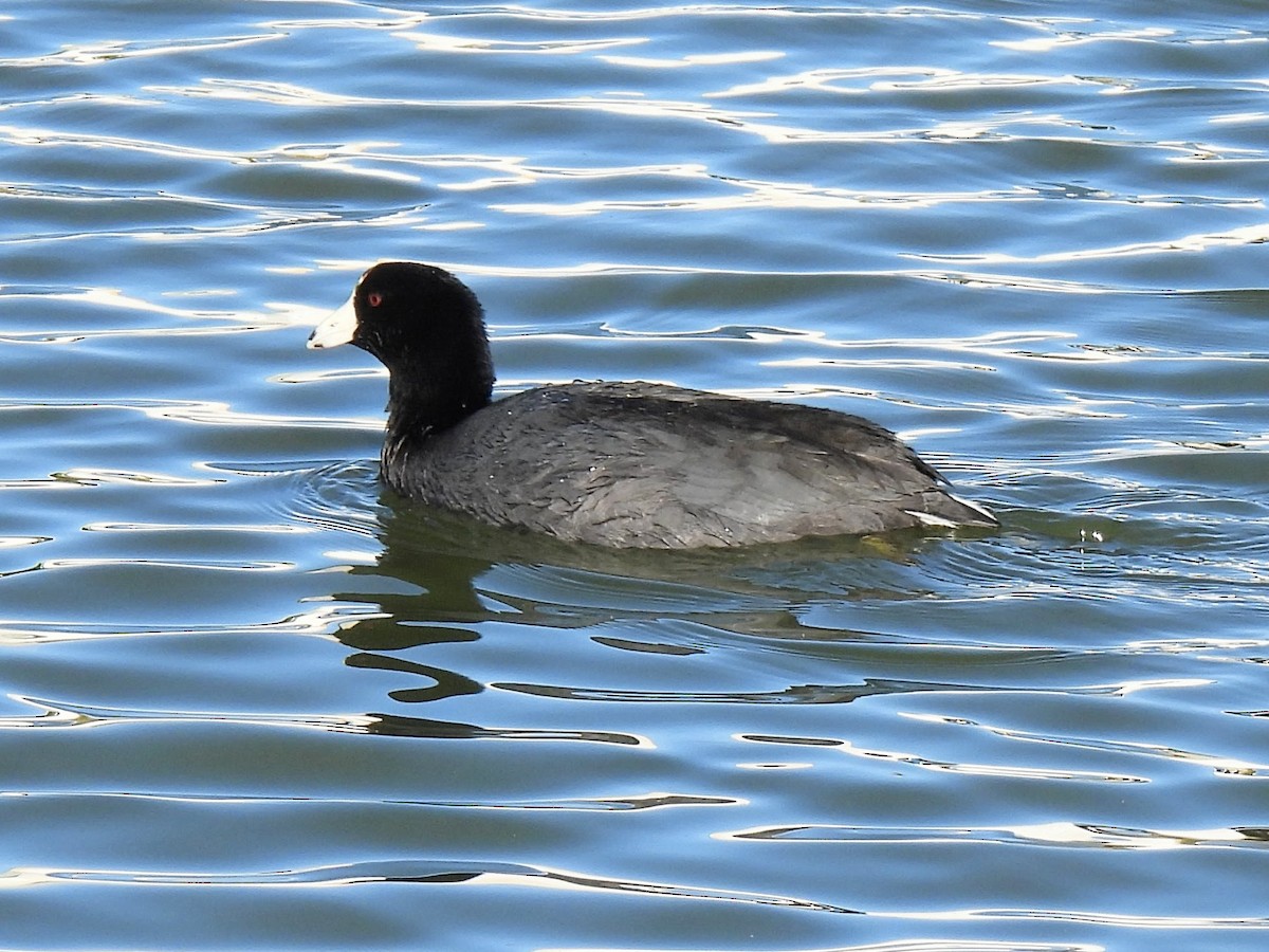 lyska americká - ML646716268