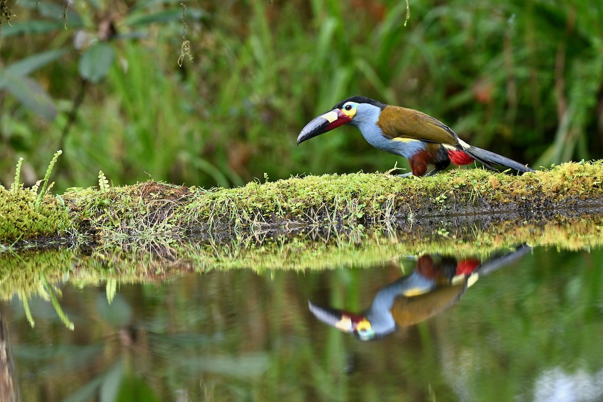 Levhalı Dağ Tukaneti - ML646716269