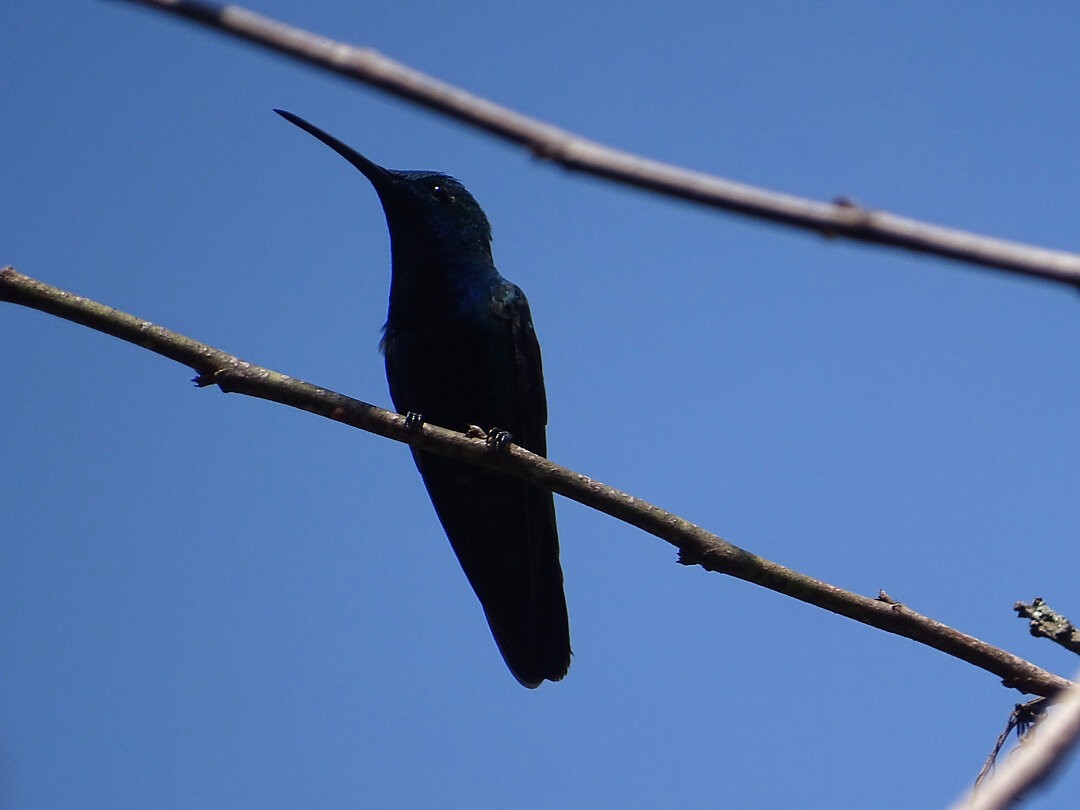 kolibřík tropický - ML646716270