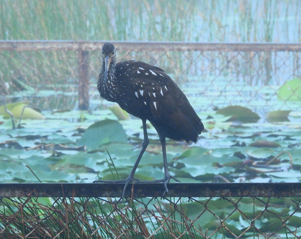 kurlan chřástalovitý - ML646716271