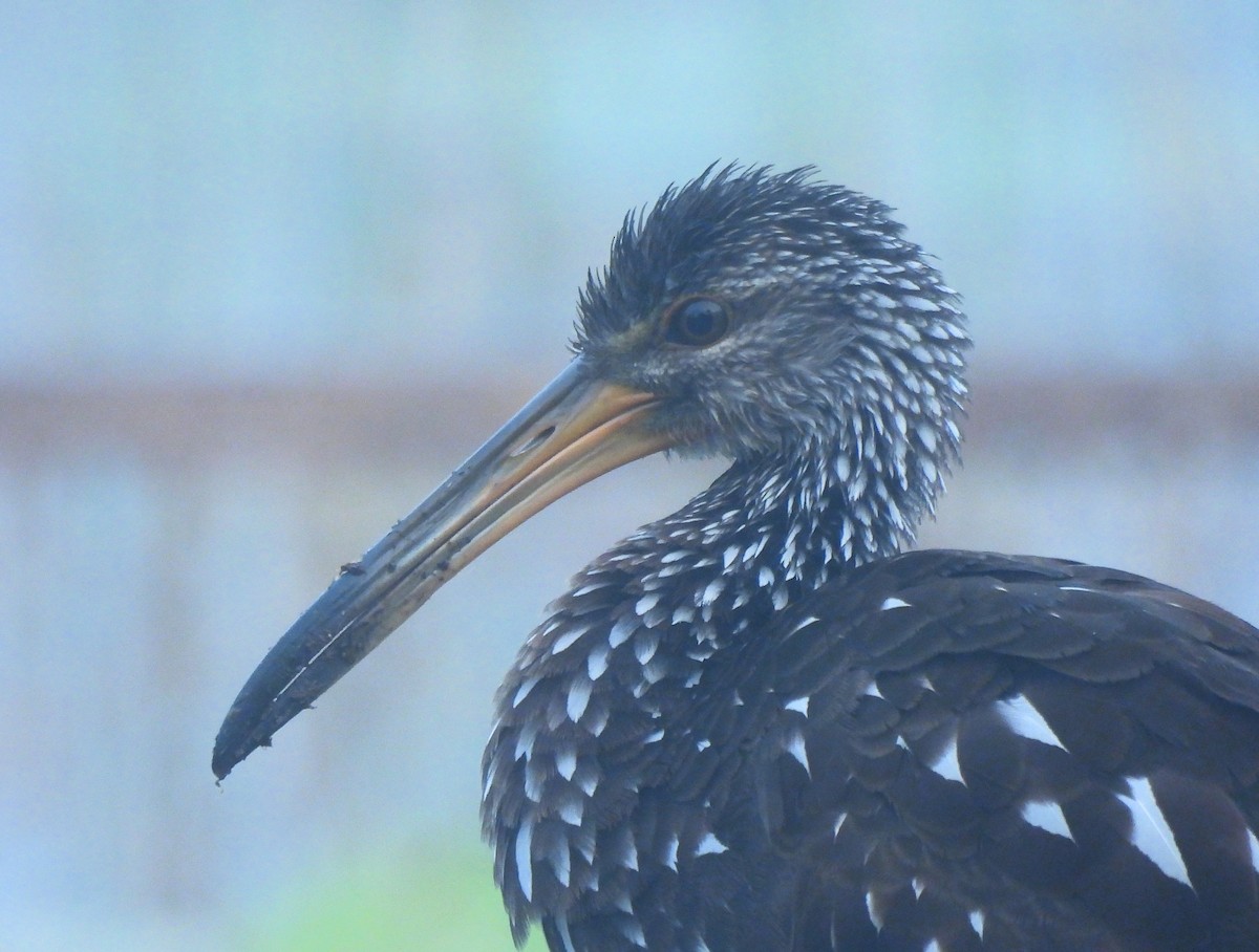 kurlan chřástalovitý - ML646716272