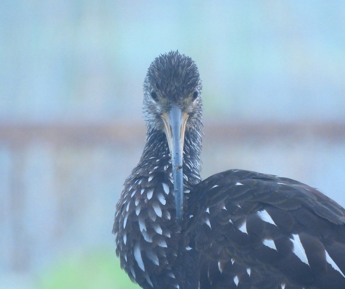 kurlan chřástalovitý - ML646716273