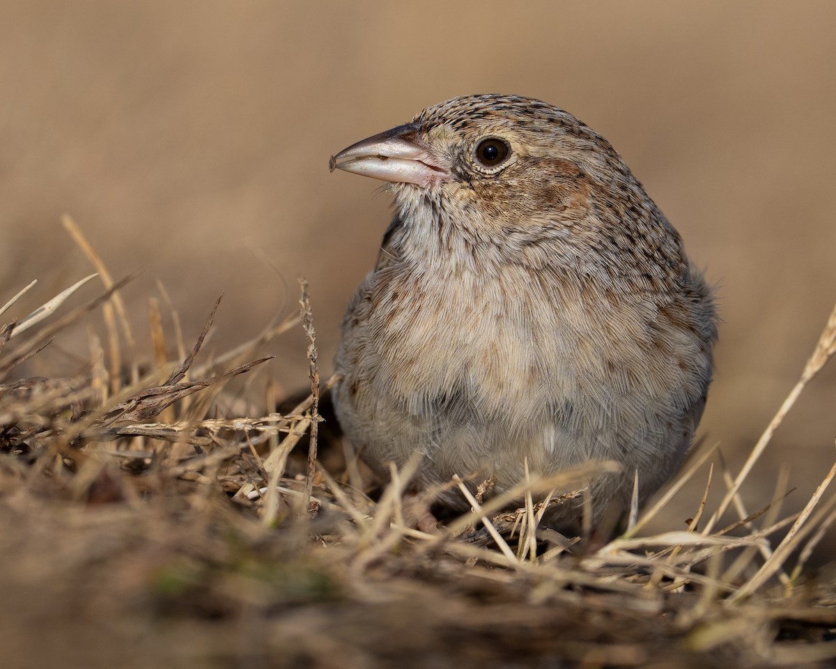 Колорадская овсянка - ML646716276