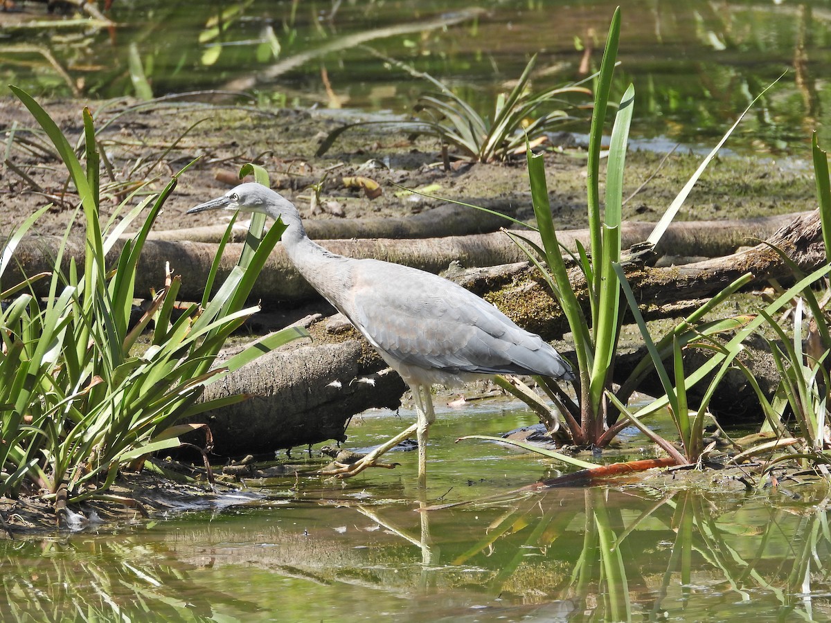 volavka bělolící - ML646716278