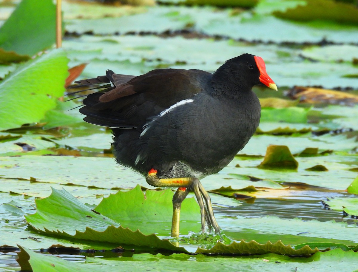 slípka americká - ML646716279