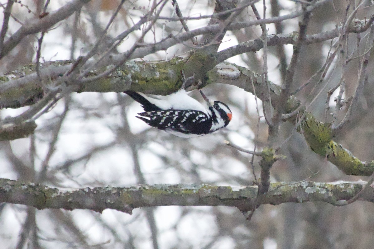 Hairy Woodpecker - ML646716292