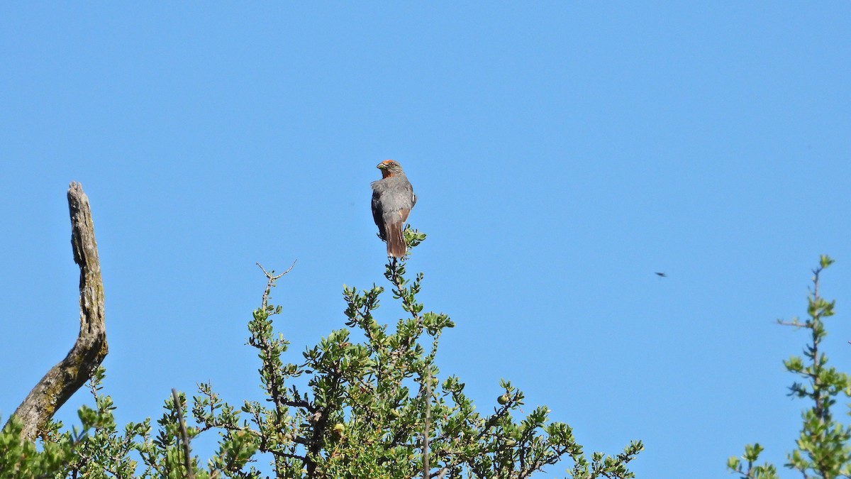 Рара червоновола - ML646716296