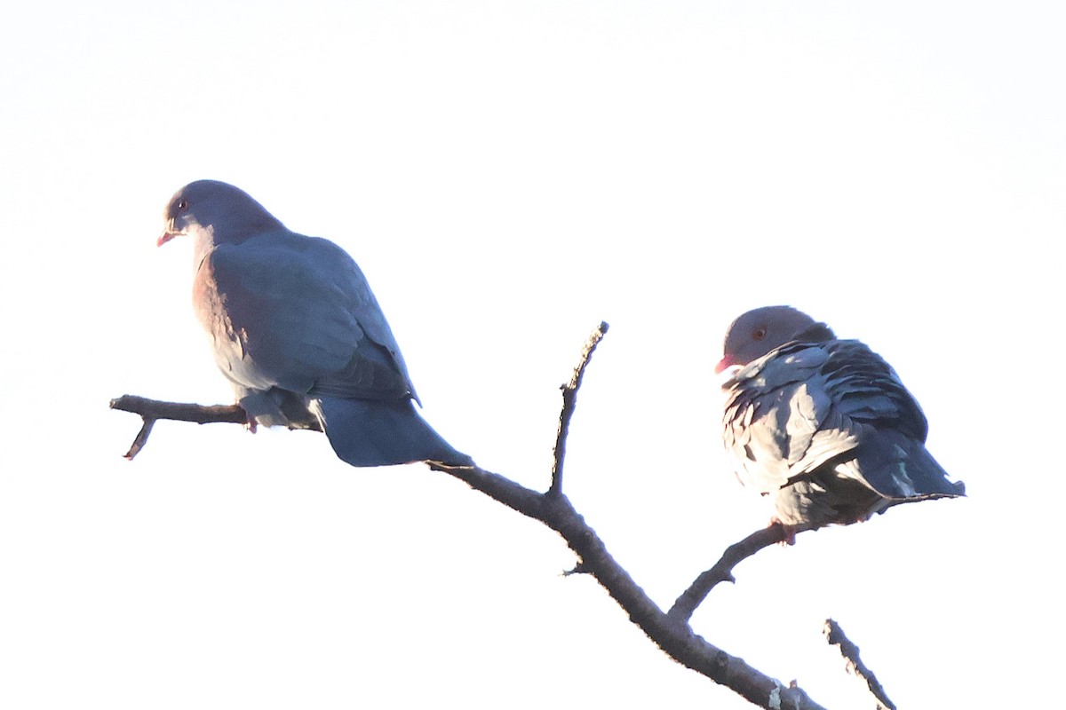 mayadue - ML646716298