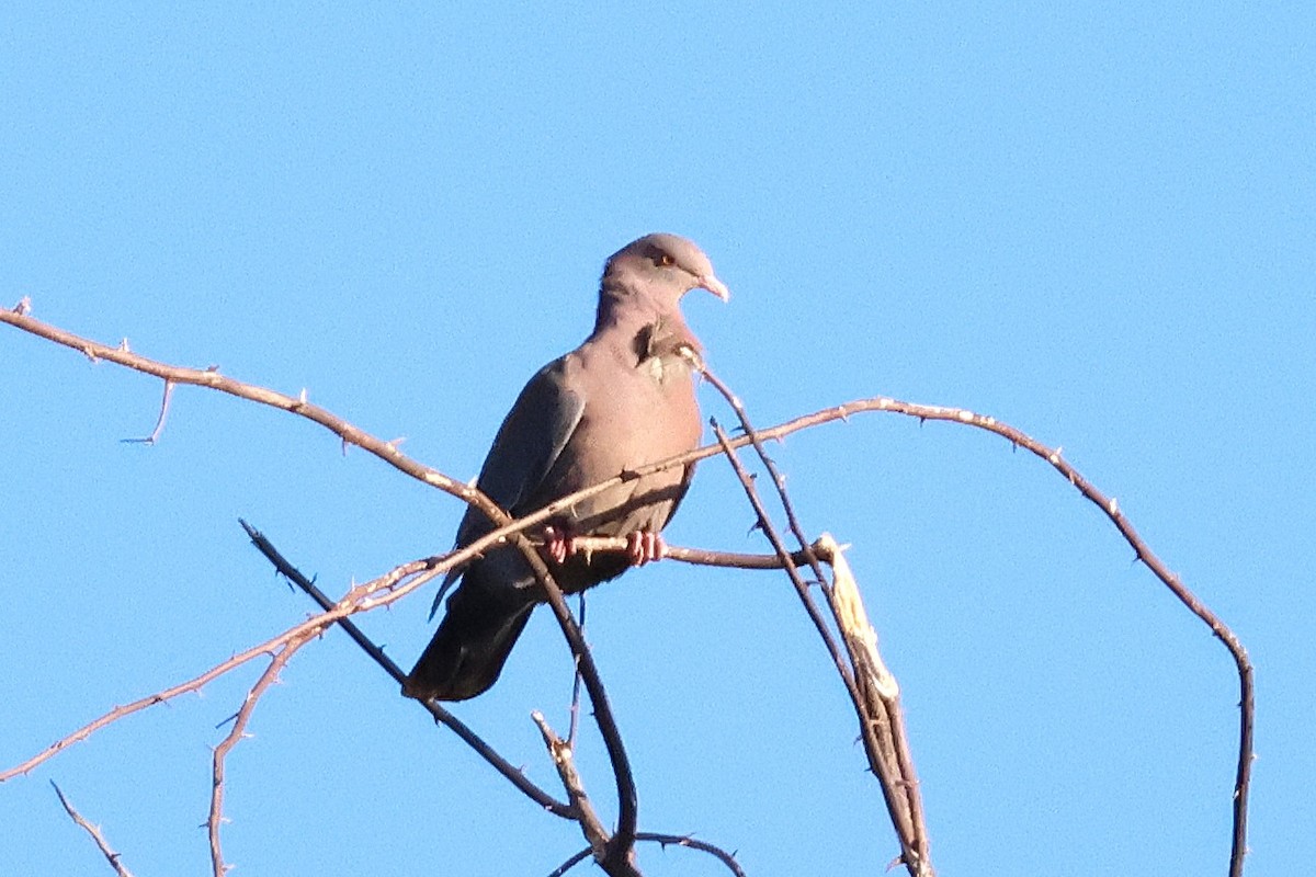 mayadue - ML646716299