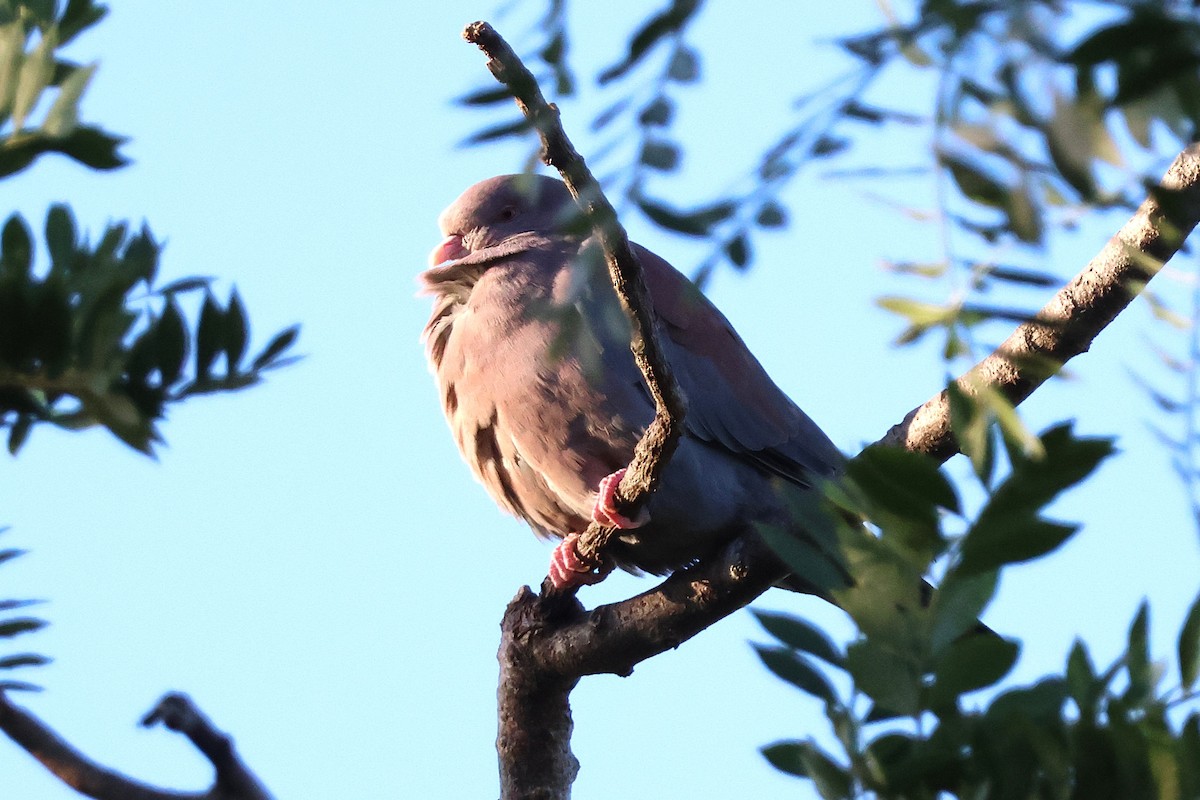 mayadue - ML646716300