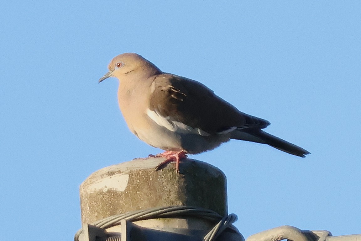 hvitvingedue - ML646716301