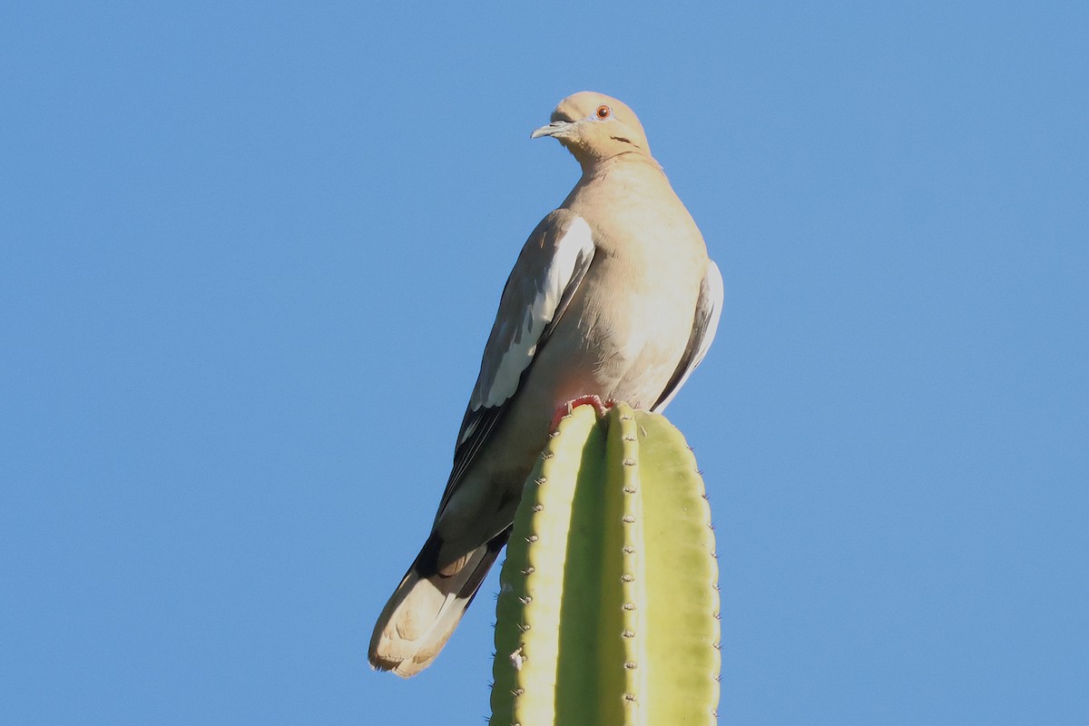 hvitvingedue - ML646716302