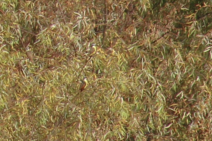 Great Kiskadee - ML646716304