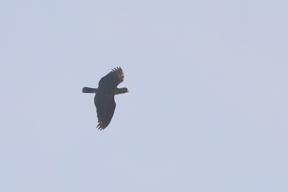 Papuan Eclectus - ML646716307