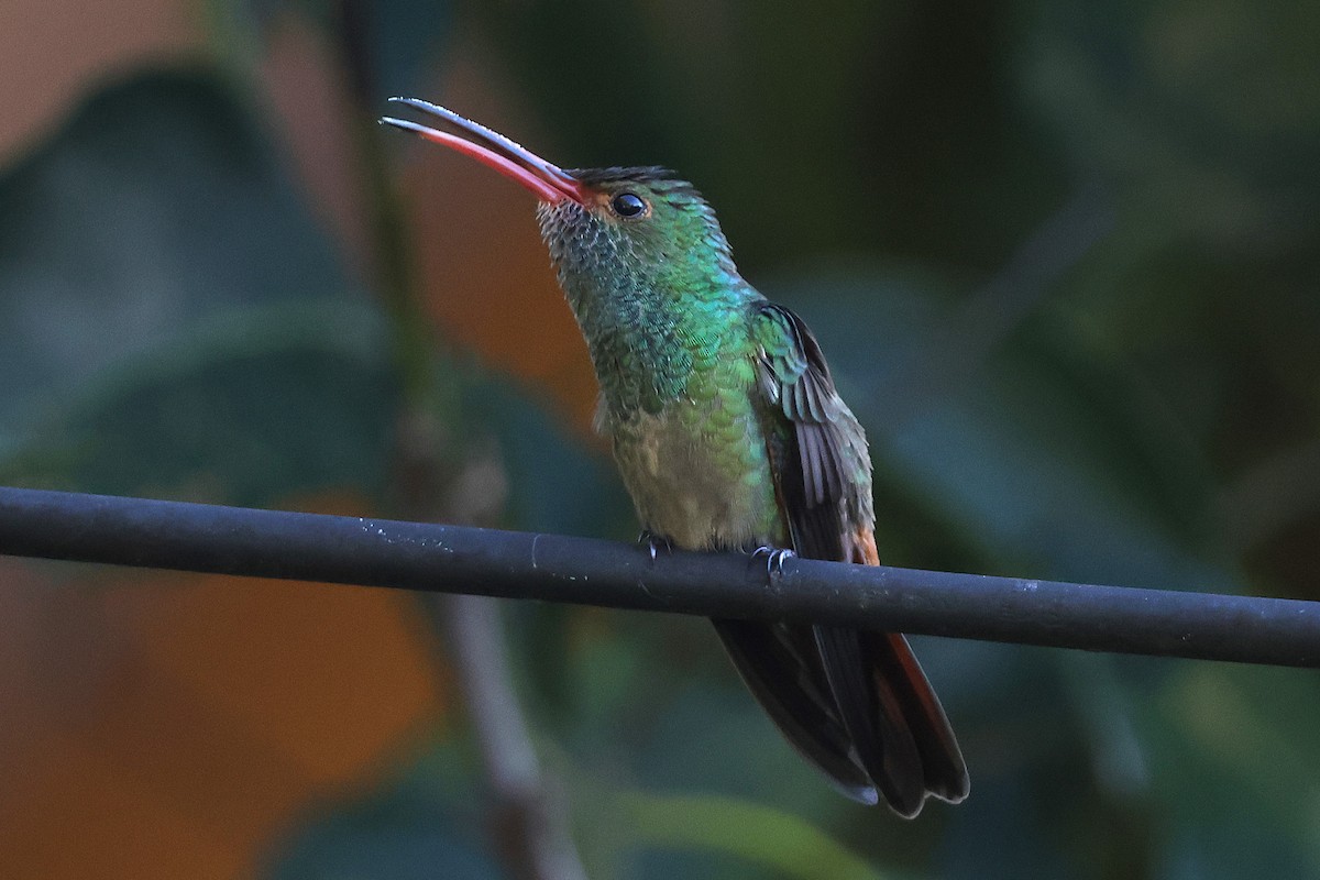 ruststjertkolibri - ML646716308