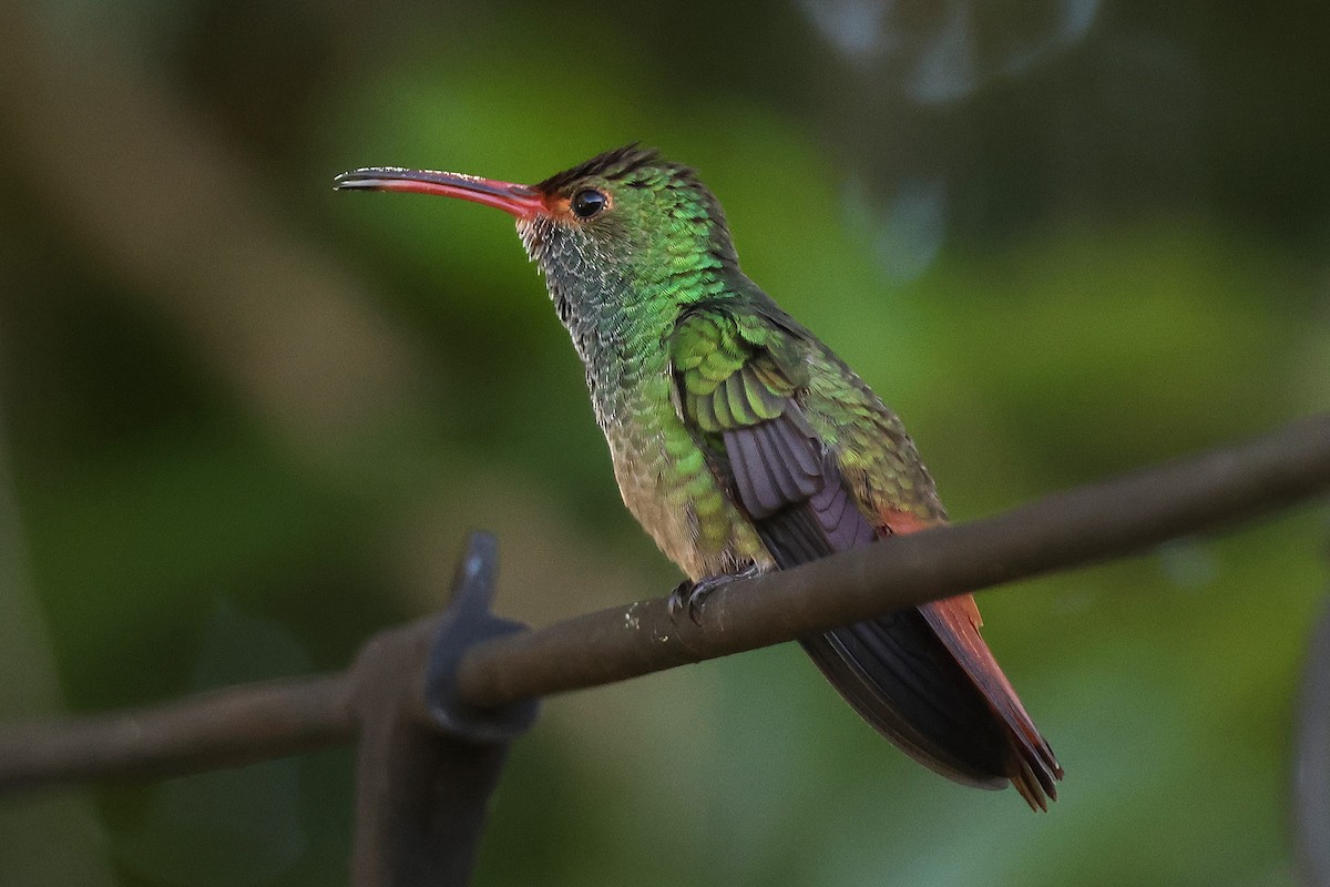 ruststjertkolibri - ML646716309