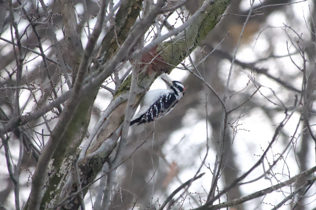 Hairy Woodpecker - ML646716314