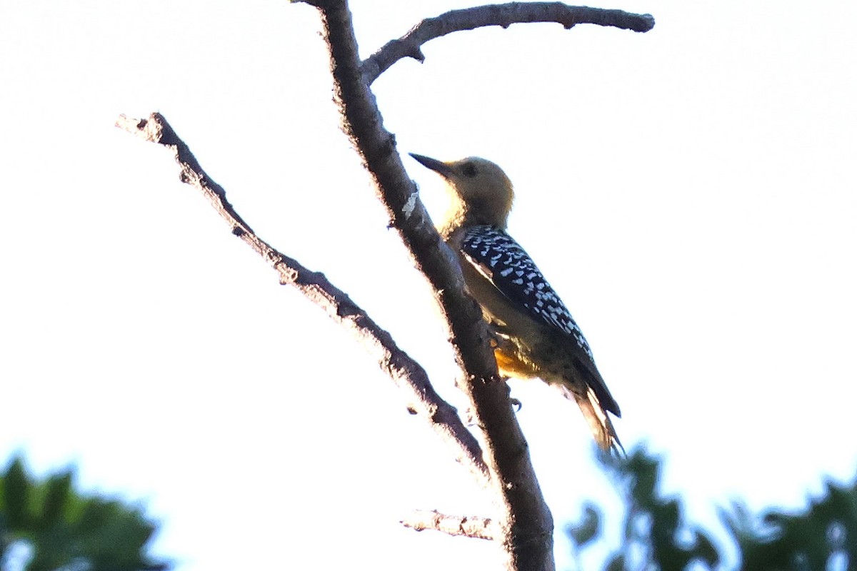 hagespett - ML646716315