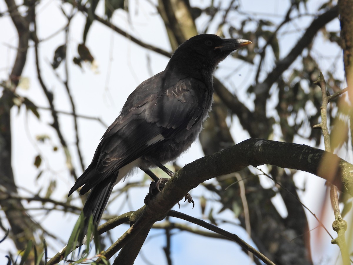 Verdugo Pío - ML646716316