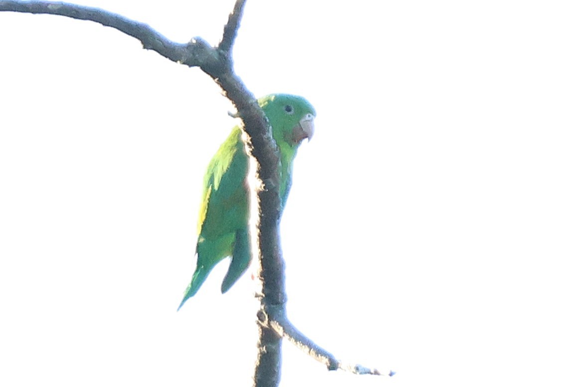 brunvingeparakitt - ML646716318