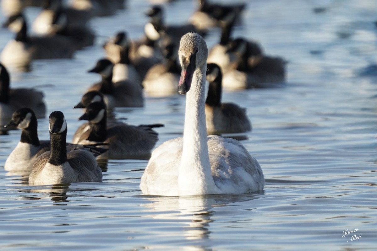 Trumpeter Swan - ML646716319