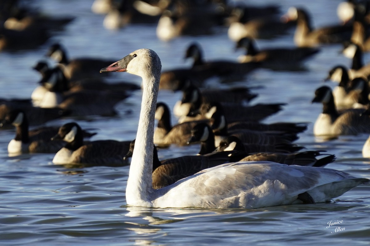 Trumpeter Swan - ML646716320