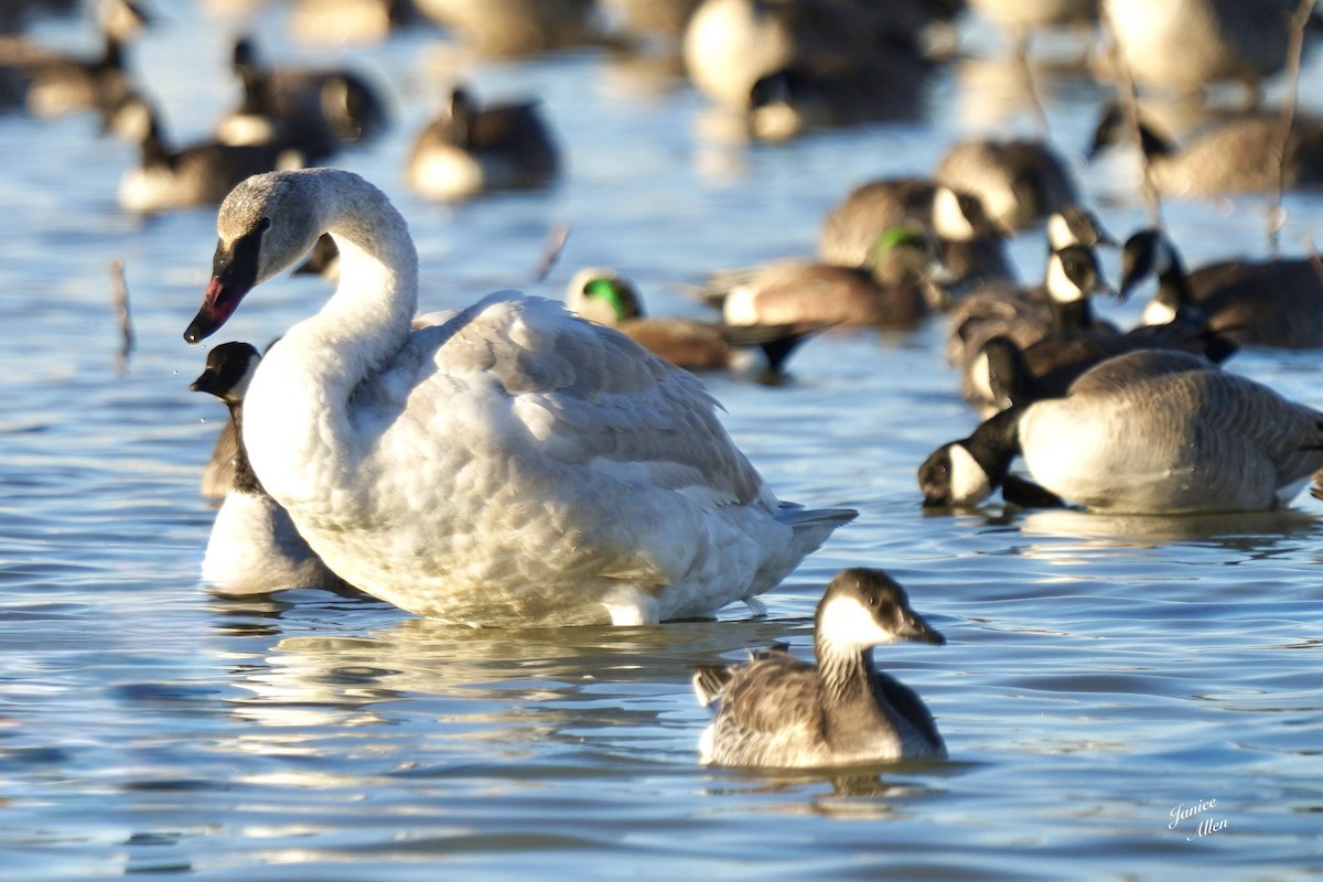 Trumpeter Swan - ML646716321