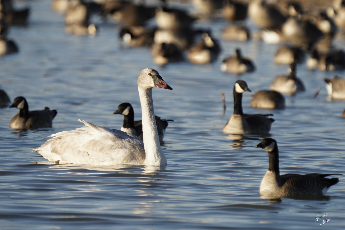 Trumpeter Swan - ML646716322