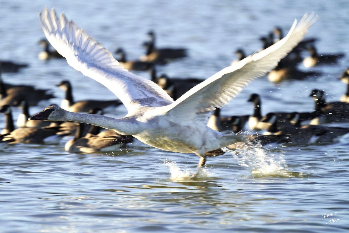 Trumpeter Swan - ML646716323