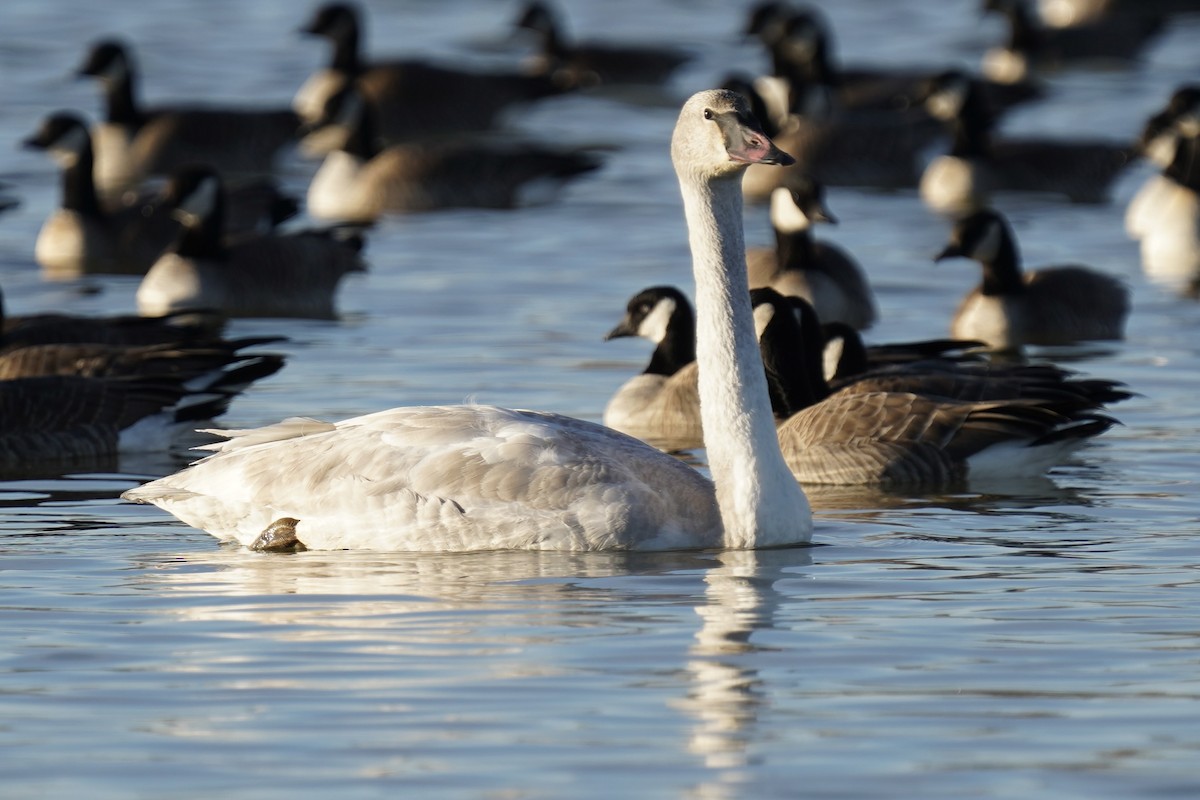 Trumpeter Swan - ML646716324
