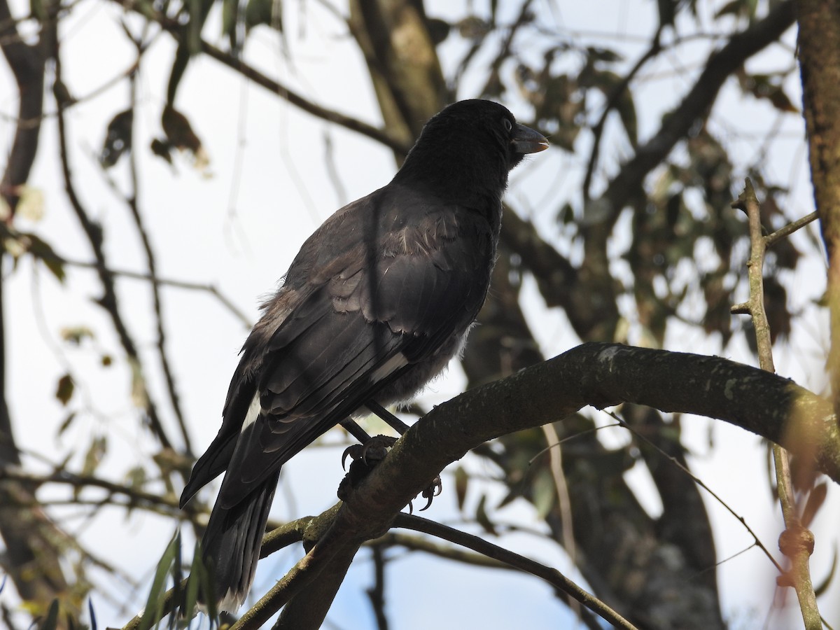 Verdugo Pío - ML646716325