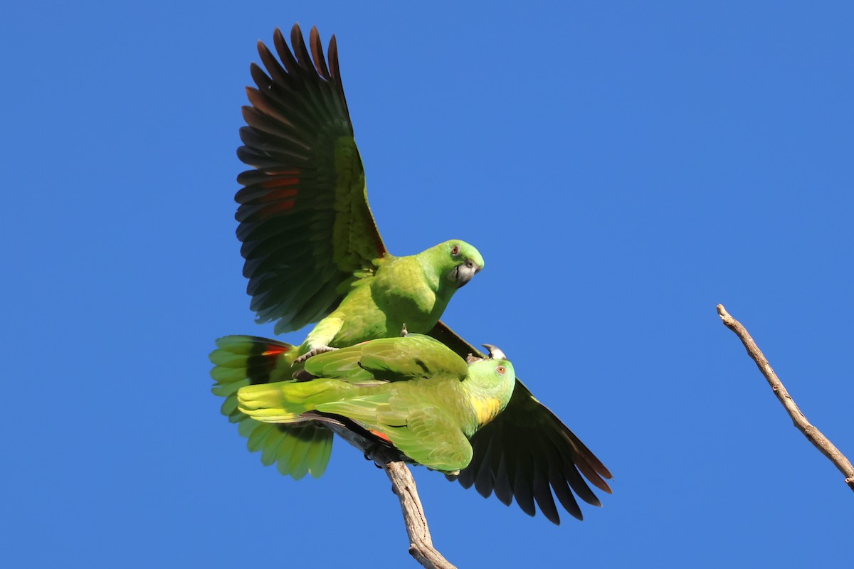 gulnakkeamazon - ML646716326