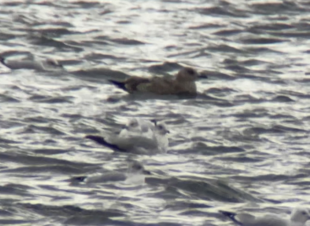 American Herring Gull - ML646716329