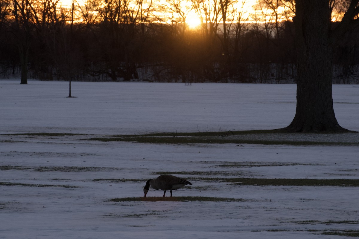 Canada Goose - ML646716331