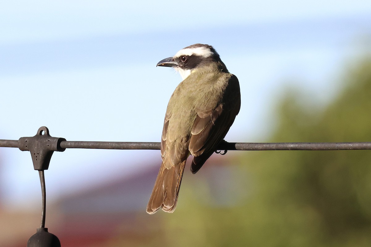 Boat-billed Flycatcher - ML646716333