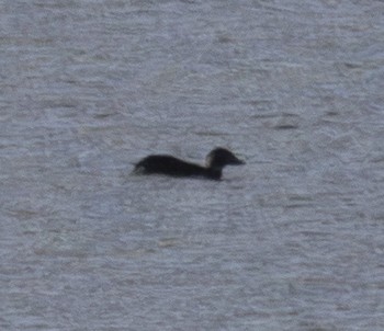 Harlequin Duck - ML646716334