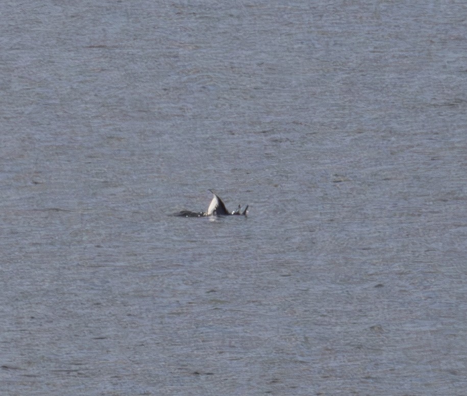 Harlequin Duck - ML646716335
