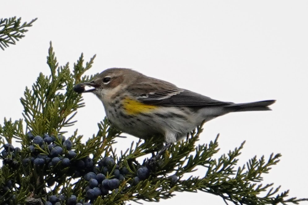 Yellow-rumped Warbler - ML646716344