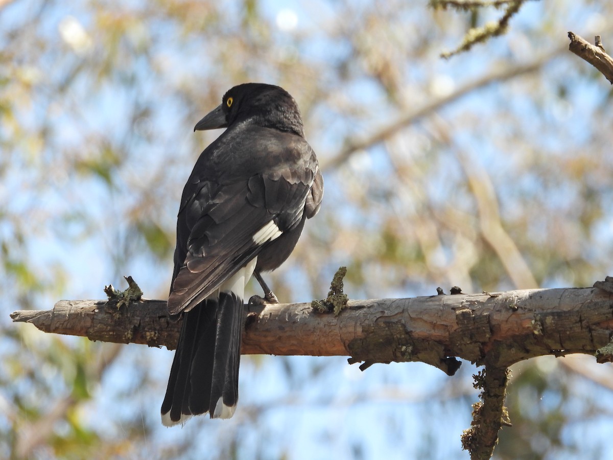 Verdugo Pío - ML646716345