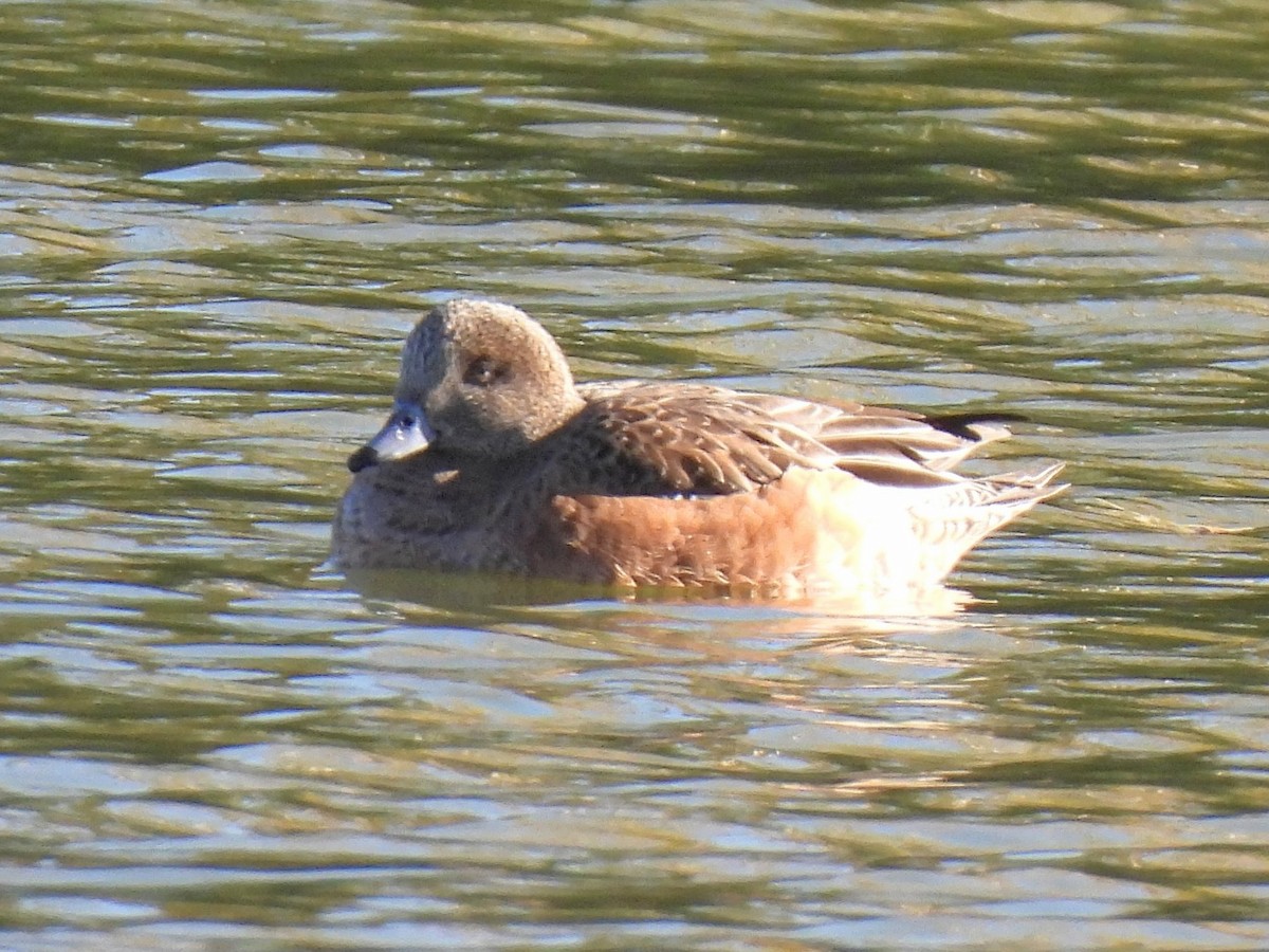 Fischione americano - ML646716346