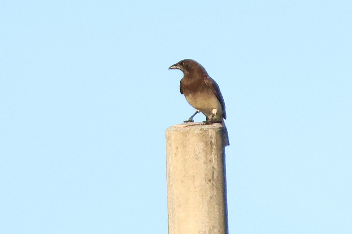 brunskrike - ML646716347