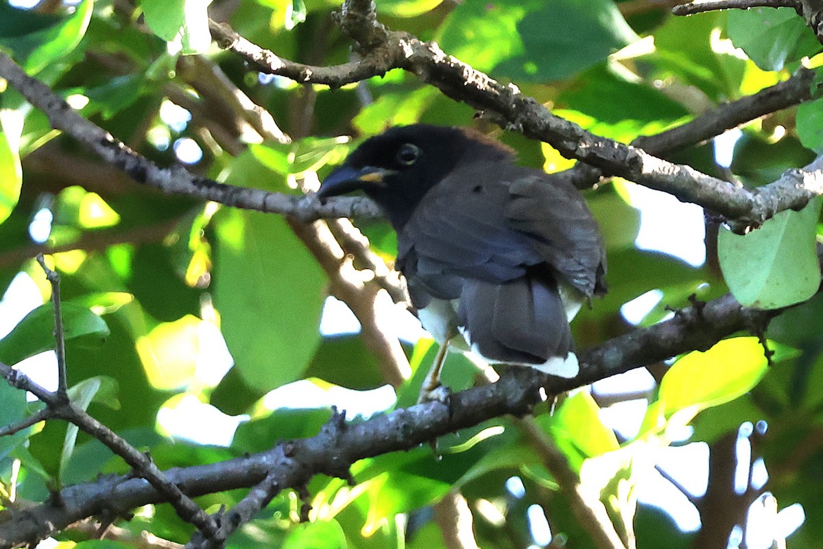 brunskrike - ML646716348