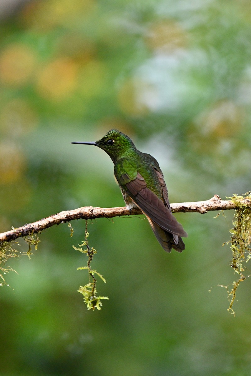 Sarıca Kuyruklu Koronet - ML646716349