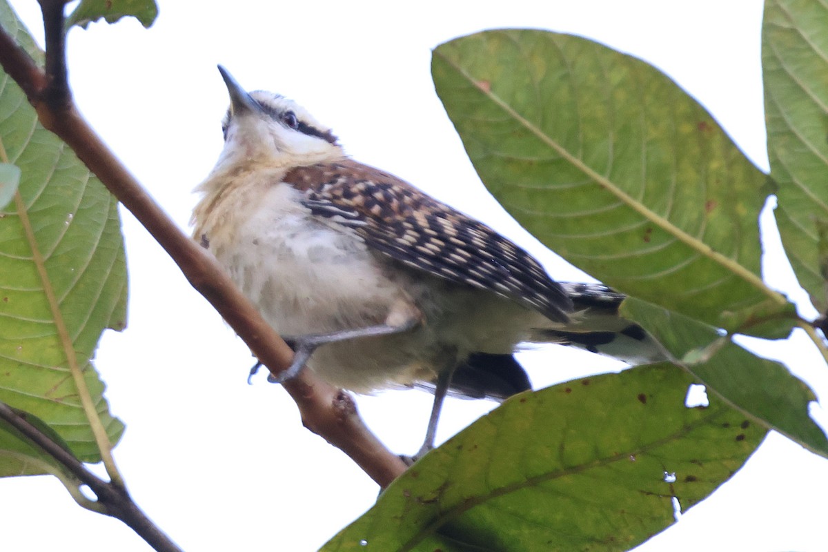 rødryggsmett - ML646716352