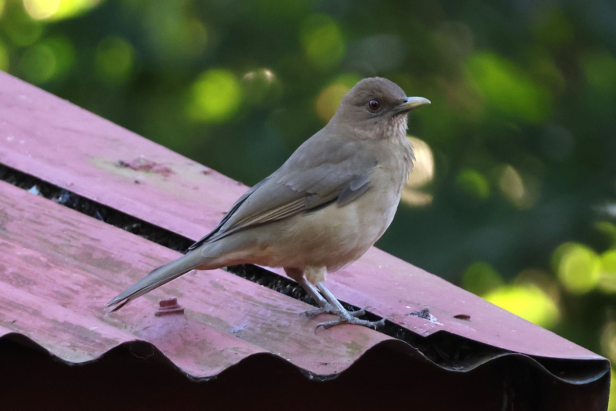 leirtrost - ML646716358