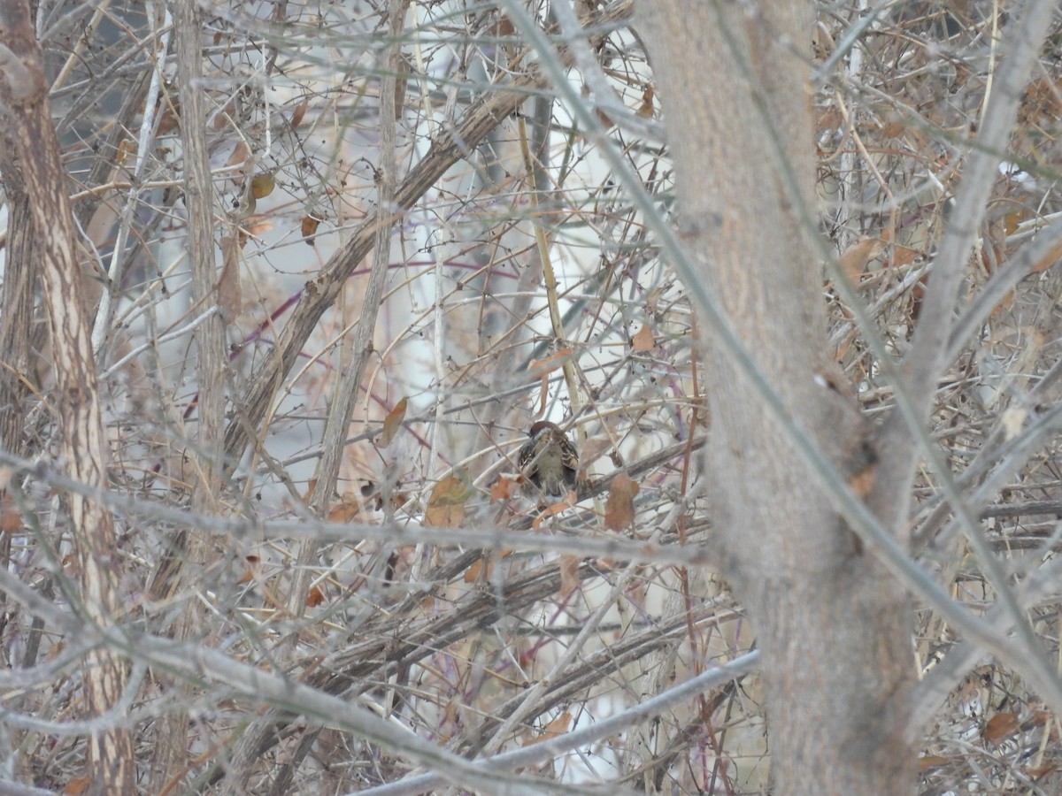 Eurasian Tree Sparrow - ML646716361