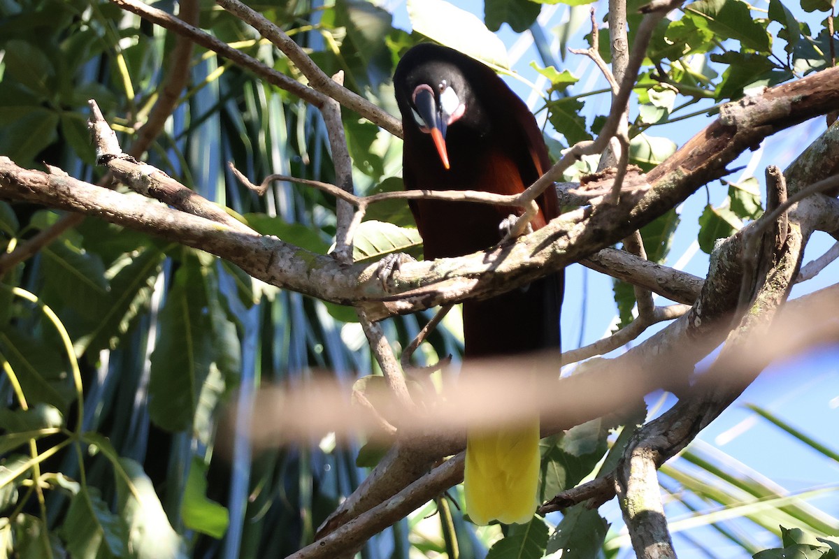 montezumaoropendola - ML646716364