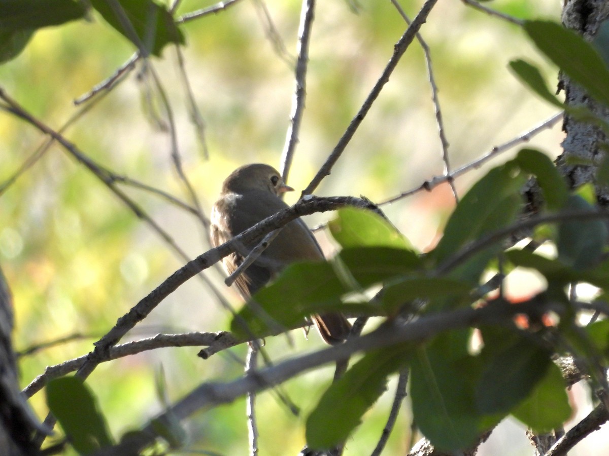 Hermit Thrush - ML646716365