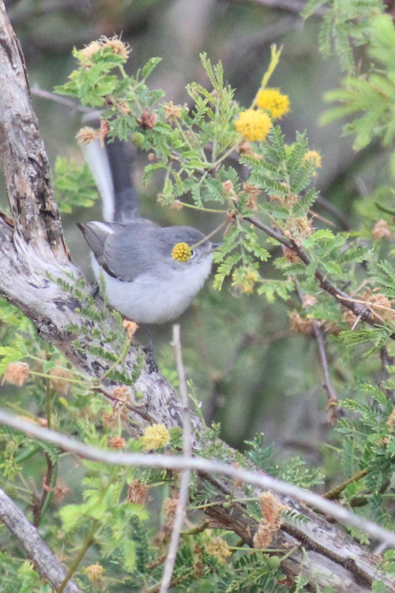 leskot modrošedý - ML646716367