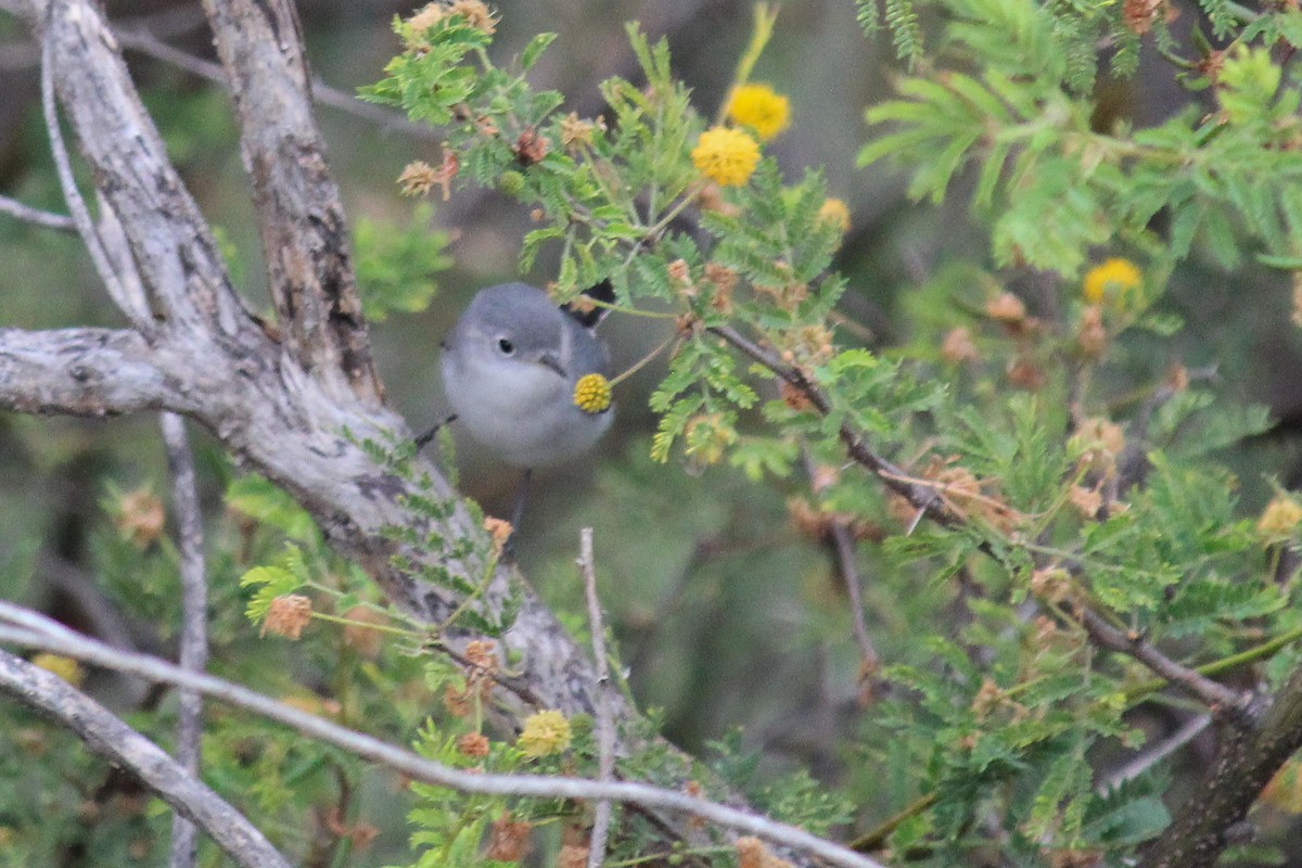 leskot modrošedý - ML646716368